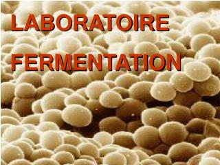 LABORATOIRE FERMENTATION