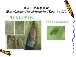 俗名 : 中國梨木蝨 學名 :Cacopsylla chinensis (Yang et Li)