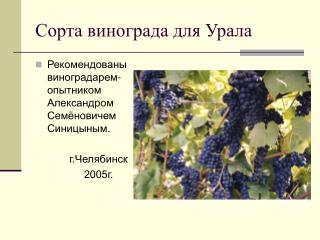 Сорта винограда для Урала
