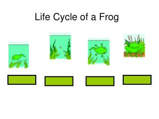 Life Cycle of a Frog