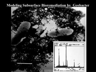 Modeling Subsurface Bioremediation by Geobacter