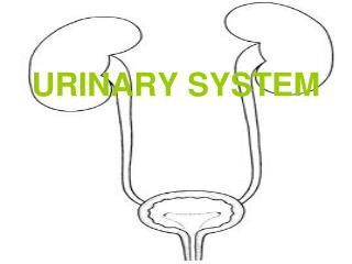 URINARY SYSTEM