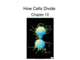 How Cells Divide