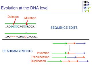 Evolution at the DNA level