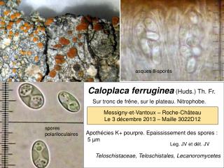 Caloplaca ferruginea (Huds.) Th. Fr.