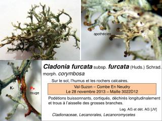 Cladonia furcata subsp. furcata (Huds.) Schrad. morph. corymbosa