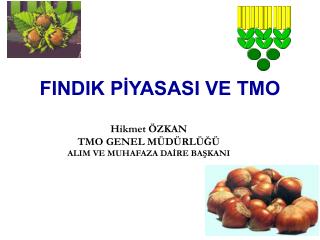 FINDIK PİYASASI VE TMO