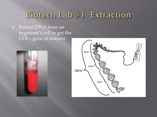 Biotech Lab #1 -Extraction