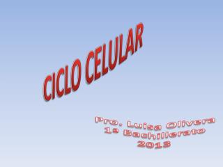 CICLO CELULAR