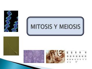 MITOSIS Y MEIOSIS