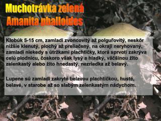 Muchotrávka zelená Amanita phalloides