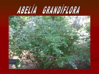 ABELİA GRANDİFLORA