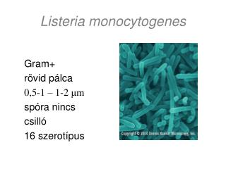 Listeria monocytogenes