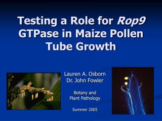 Testing a Role for Rop9 GTPase in Maize Pollen Tube Growth