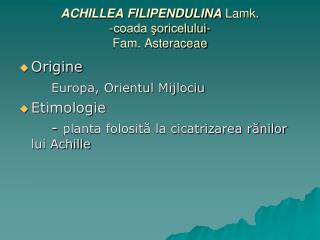 ACHILLEA FILIPENDULINA Lamk. -coada şoricelului- Fam. Asteraceae