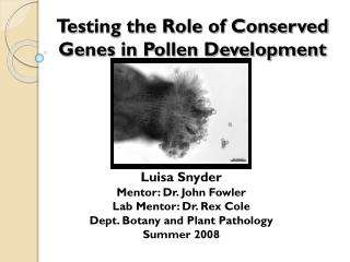 Testing the Role of Conserved Genes in Pollen Development