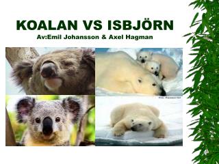 KOALAN VS ISBJÖRN Av:Emil Johansson &amp; Axel Hagman
