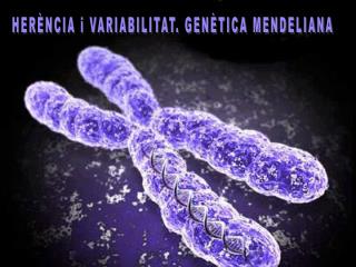 HERÈNCIA i VARIABILITAT. GENÈTICA MENDELIANA