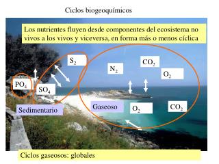 Ciclos biogeoquímicos