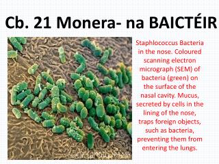 Cb . 21 Monera - na BAICTÉIR