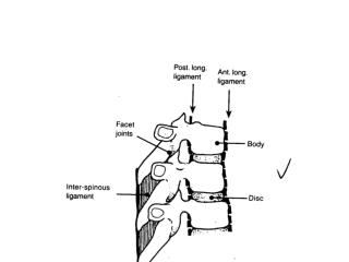 Movements in the spine: Forward flexion Extension Lateral flexion Rotation