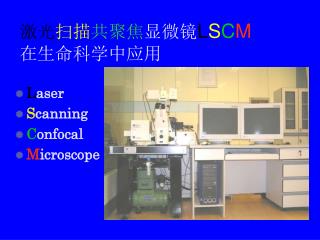 激光 扫描 共聚焦 显微镜 L S C M 在生命科学中应用