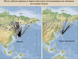 Места добычи кряквы и чирка-свистунка окольцованных на зимовках на острове Хонсю