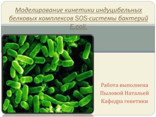 Моделирование кинетики индуцибельных белковых комплексов SOS- системы бактерий E.coli .