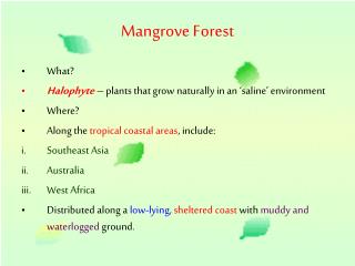 Mangrove Forest