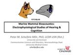 Marine Mammal Bioacoustics: Electrophysiological Studies of Hearing Cognition