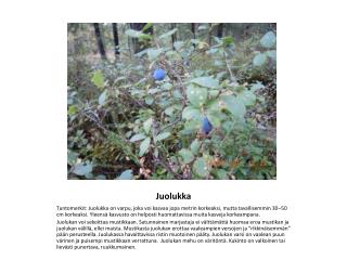 Juolukka