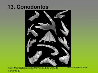 Clase Micropaleontología Universidad de Granada Curso 09-10