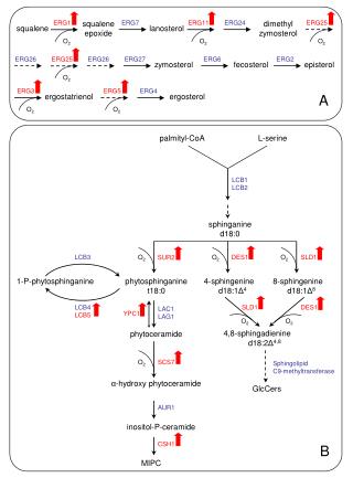1-P-phytosphinganine