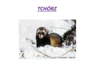 TCHÓRZ