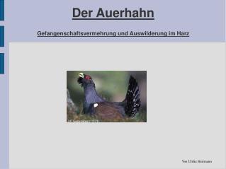 Der Auerhahn Gefangenschaftsvermehrung und Auswilderung im Harz