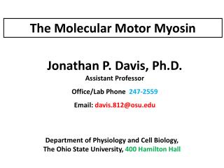 The Molecular Motor Myosin