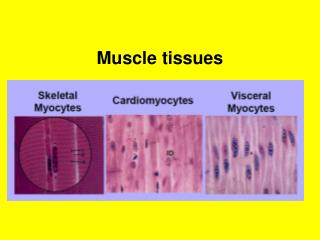 Muscle tissues