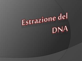 Estrazione del DNA