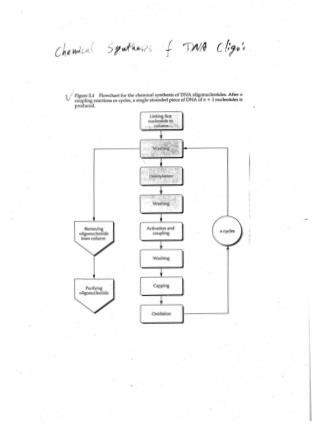 Ligaton-Independent PCR Cloning