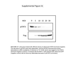 Supplemental Figure S1