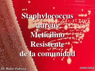 Staphylococcus aureus Meticilino Resistente de la comunidad