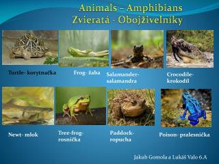 Animals – Amphibians Zvieratá - Obojživelníky