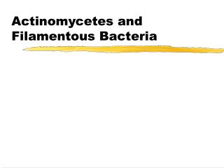 Actinomycetes and Filamentous Bacteria