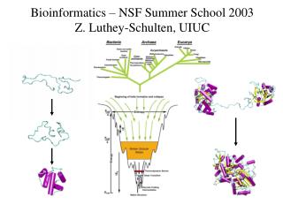 Bioinformatics – NSF Summer School 2003 Z. Luthey-Schulten, UIUC
