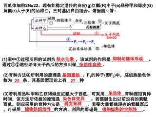 西瓜体细胞 2N=22 。现有能稳定遗传的白皮 (g) 红瓤 (R) 小子 (e) 品种甲和绿皮 (G) 黄瓤 (r) 大子 (E) 的品种乙，三对基因自由组合。请据图回答：