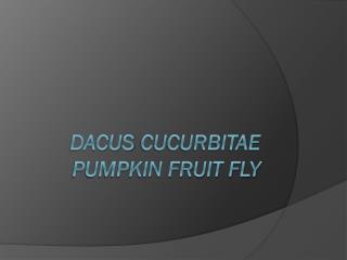 Dacus cucurbitae Pumpkin Fruit fly