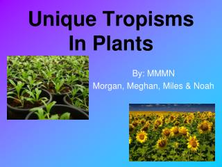 Unique Tropisms In Plants