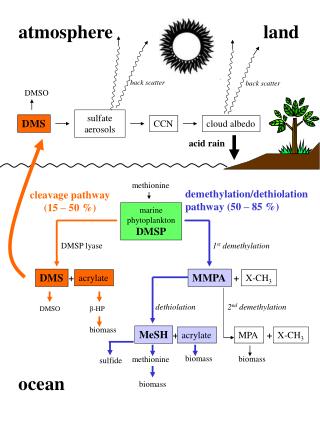methionine