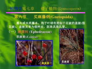 （一） 麻黄科 ( Ephedraceae) 草麻黄 ( E.sinica)