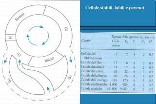 Cellule stabili, labili e perenni